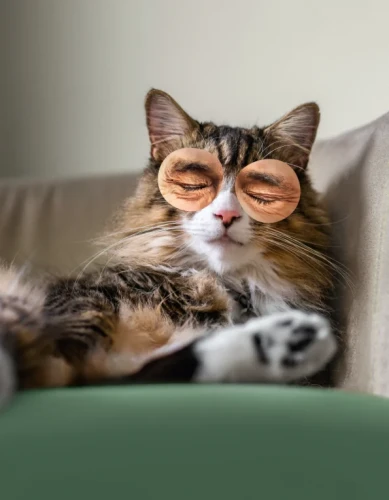 Kot relaksujący się na kanapie, naturalne krople CBD kitty care wspierają spokój i dobre samopoczucie pupila